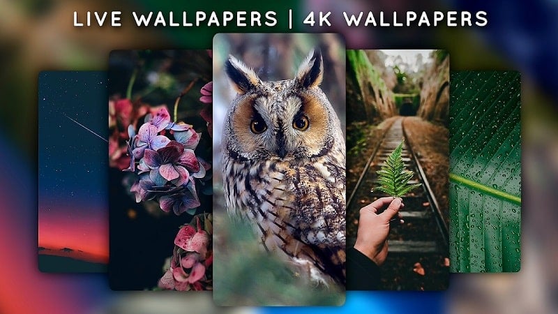 Live Wallpapers, 4K Wallpapers v5.1 MOD APK (Premium Unlocked)