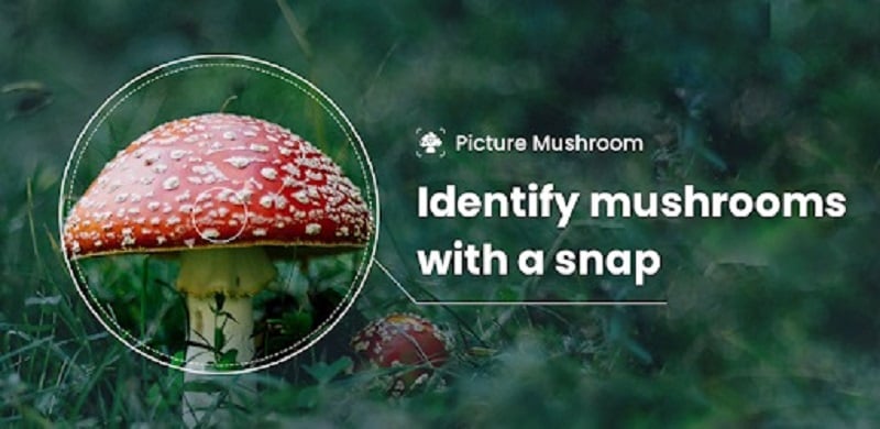 Picture Mushroom